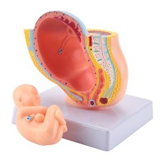 2X(Human Pregnancy Fetal Development 9Th Month Embryonic Pelvic Model Fetus4500