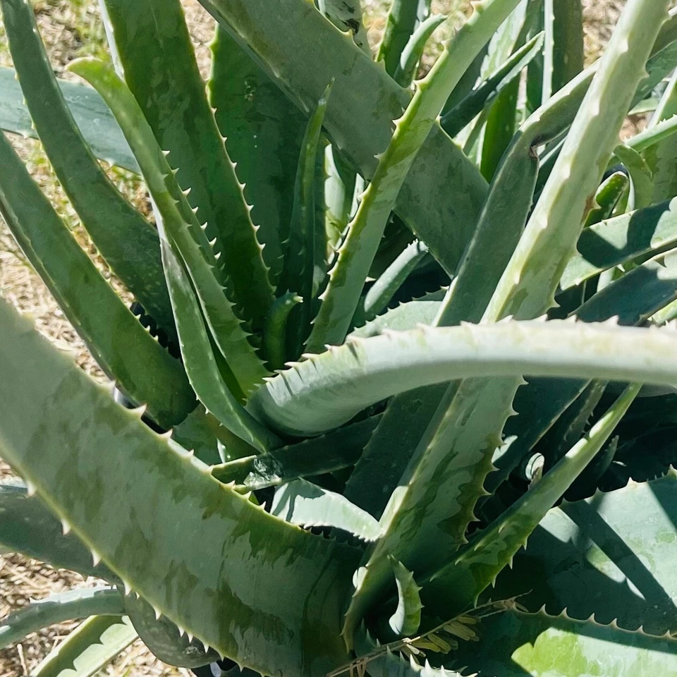8" Aloe Vera Barbadensis Miller Cactus Live Plant Ayurvedic Health Beneficial - Image 2 of 4