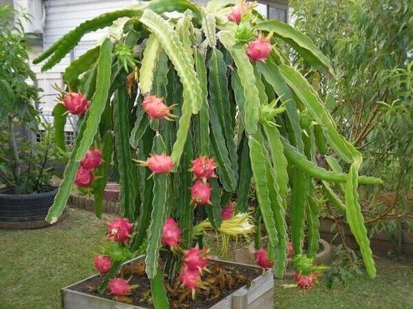 Dragon Fruit Plant Care: How to Grow Dragon Fruit (Pitaya)