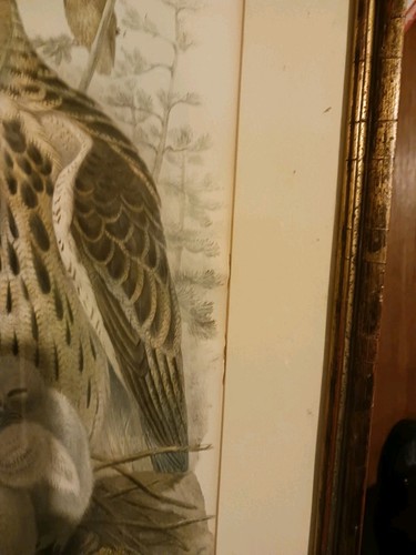J. Wolf/Richter Eagle Owl Hand Colored Lithograph Newcomb Macklin Gilded Frame - Picture 10 of 11