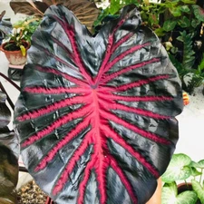 Colocasia Live Bulb Black Lava  Tuber New Hybrid Free Phytosanitary Certificate