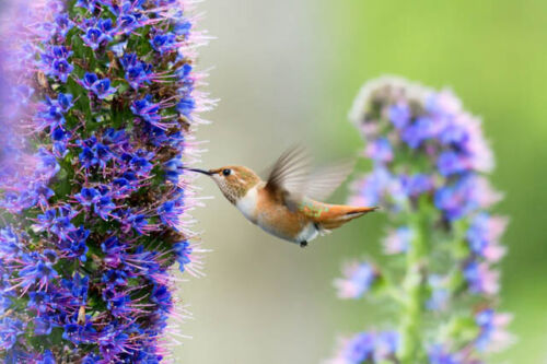 PRIDE OF MADEIRA Flower Seeds Echium fastuosum Blue Tower of Jewels Garden Plant - Picture 5 of 12