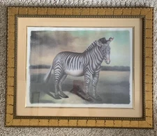 Framed Artsy African Zebra picture 19x23