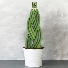 Sansevieria Twister - Snake Plant | 30-40cm Potted Evergreen Indoor Plant Gift
