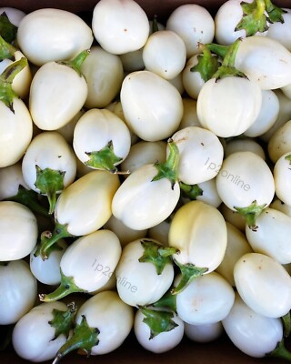 water eggplant 1420069_-_eggplant_-_picasso.jpg