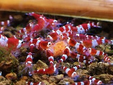 Paprika Punch Bonsai Shrimp Food for Crystal Red Cherry Tiger Blue Yellow Shrimp