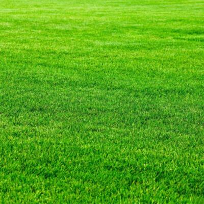 environmental protection Fresh air Hair care Healthy lifestyle Green lawn
