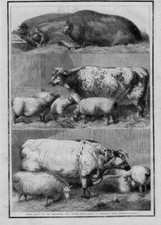 PIGS HAMPSHIRE SUFFOLK GOLD MEDAL PRIZE CATTLE BY HARRISON WEIR CATTLE SHEEP