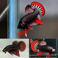 Wild Betta Imbellis Copper Red Tail PNPV Usa Premium Tropical Aquarium Fish