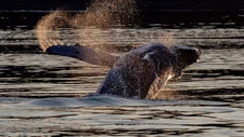 Cresting Humpback Whale by Art Wolfe Fine Art Print Coastal Wildlife 22x38