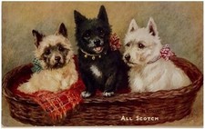 NEAR MINT..N. DRUMMOND, SCOTTIE DOGS ?ALL SCOTCH??