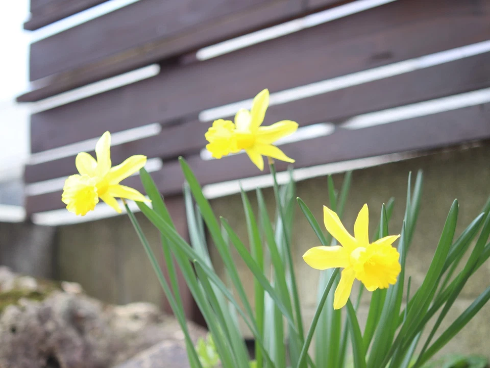 [Near Mint] CONTAX Carl Zeiss Distagon T* 35mm F/2.8 MMJ MF Lens C/Y from JAPAN - Image 4 of 4