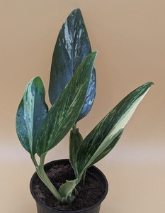Monstera Variegata Aurea | eBay.de