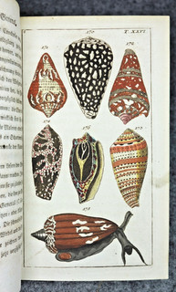 1801 ZOOLOGIE 106 kolorierte Tafeln WÜRMER Muscheln Schnecken Weichtiere