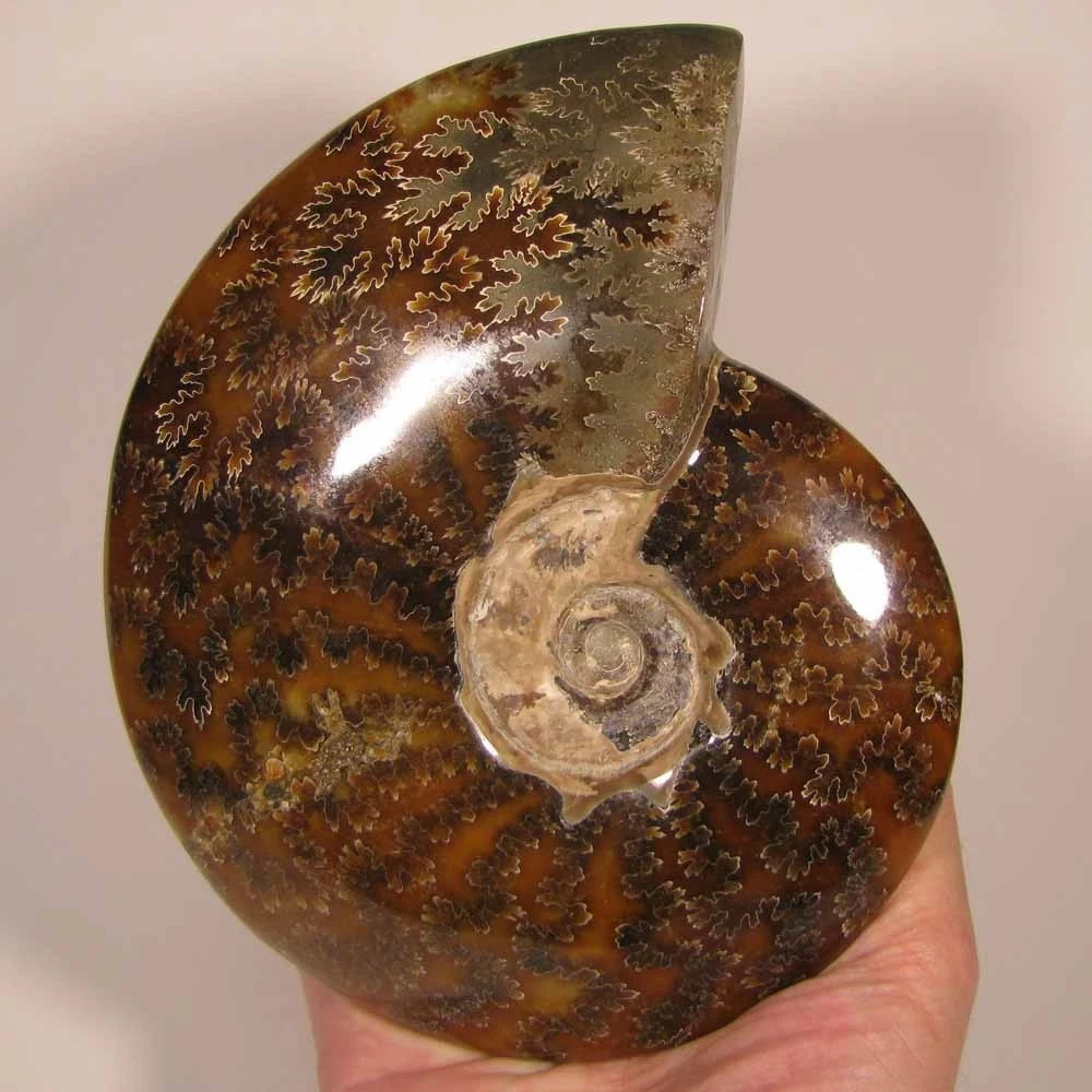 Ammonite Fossils for sale | eBay