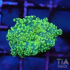 Neon Green  Octospawn - NOT WYSIWG | Live LPS Coral | Aquacultured