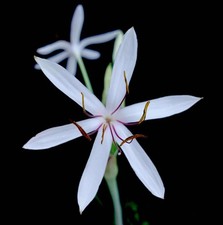 Crinum hardyi, Madagascar (amaryllis species and bulbs)