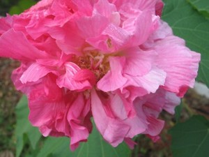 Hibiscus Cotton Rose Double 25 Seeds Ebay