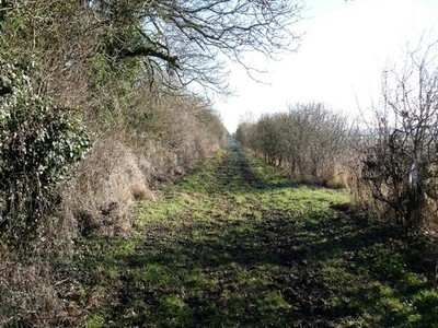 Foto 6x4 Geradeaus Charlton St Peter Der Reitweg verläuft geradeaus ah c2017