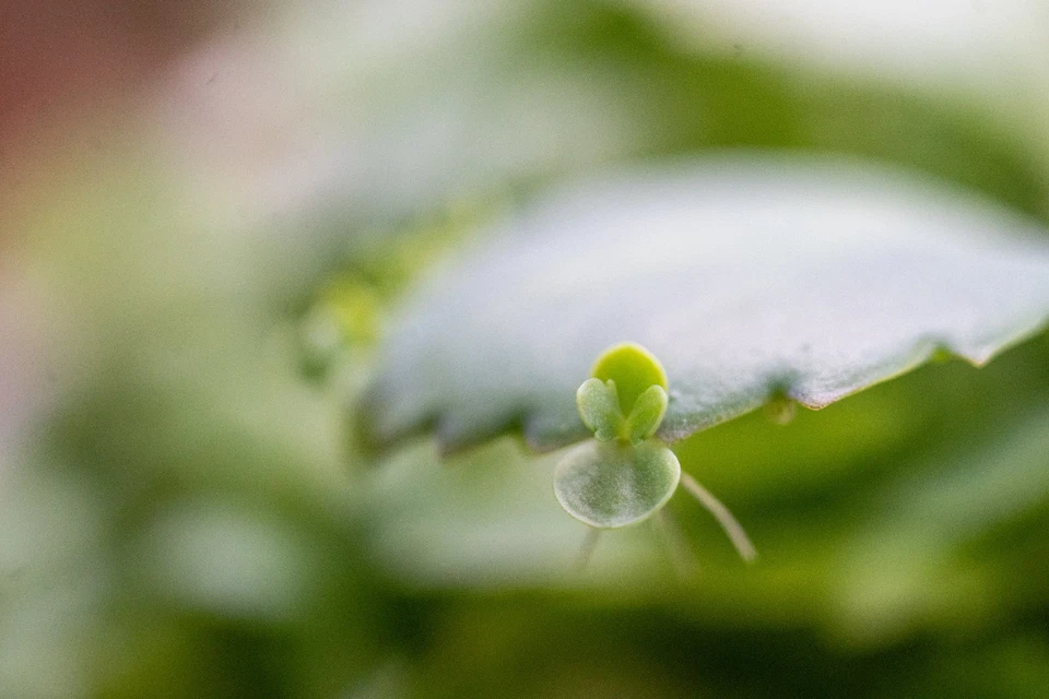 Minolta MC Macro 50mm F 3.5 Rokkor-X Camera Lens - W/ Extension set & Hood - Image 3 of 4