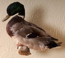 Schöne Stockente Mallard Taxidermy