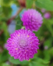 Globe Amaranth Strawberry Cream | 100 Seeds Easy to Grow | Free Shipping