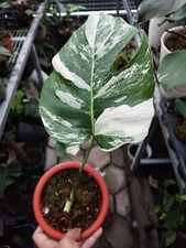 Monstera Albo biały tygrys zróżnicowany 1 liść bez fitosanitarny