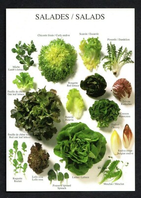 HQ - Postcard New / New - Les salades - Salads - Insalads - Salads
