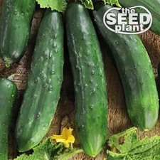 Marketmore 76 Cucumber Seeds - 50 SEEDS NON-GMO