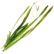 Vallisneria spiralis Straight