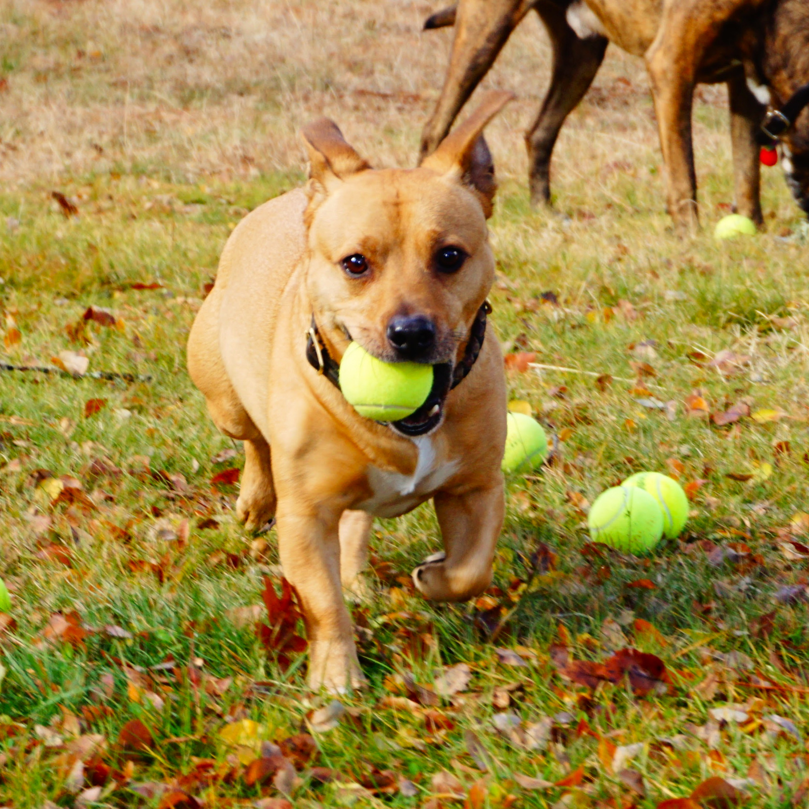 100 Used Tennis Balls - LOW COST DOGGIE BALLS -  FREE SHIPPING - SAVE 10%