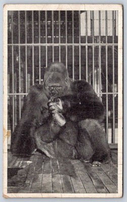 Bushman the Gorilla Lincoln Park Zoo captive animal 1930 RPPC