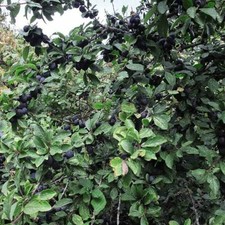Suttons Prunus spinosa Blackthorn Sloe Berries Hedge Hedging Hardy Tree 1 x 3L