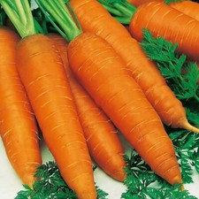 Carrot 'Autumn King 2' - Pictorial Packet - 1000 seeds