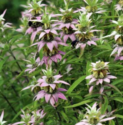#ad Bee Balm SPOTTED Biennial Pollinator Attract Bees Hummingbirds Non GMO 300 Seeds $3.98