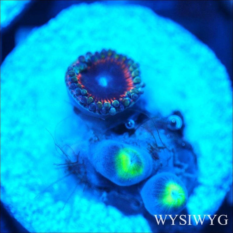 Corals of Eden ~ WYSIWYG Live Coral Frag ~ Ultra  Zoa - Soft Coral