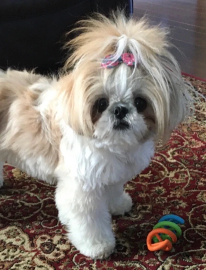 Shih tzu favorite hot sale toys
