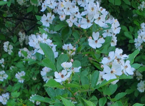 6 MULTIFLORA ROSE BUSH FRESH CUTTINGS FOR PROPAGATION 6"-8" - Picture 4 of 8