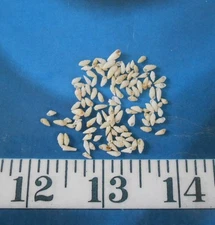 ~ Rissoina Shells ~ *MICRO* ~ 100 ~ Ivory ~ Shellcraft ~ Sailor's Valentines ~