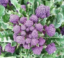 Heirloom Purple Sprouting Broccoli Seeds with Tracking, Non-GMO, Garden