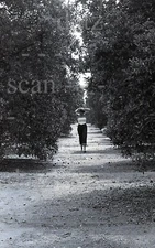 1950s Negative-sexy pinup girl Donalda Jordan in orange grove-cheesecake t449198