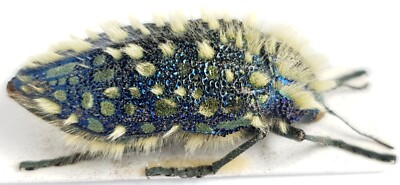南アフリカ産 Julodis viridipes　27mm Buprestidae Julodis viridipes klugi South Africa | eBay