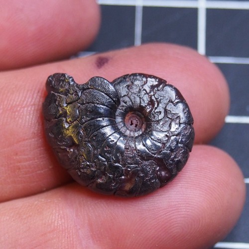 27mm 7gr Goniatite Ematite Devoniana Fossile Ammonite 943 - Foto 2 di 10