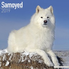 Calendrier 2019 - SAMOYEDE
