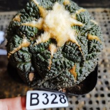No rooting ！ -  Ariocarpus-Copiapoa cinerea/Astrophytum myriostigma