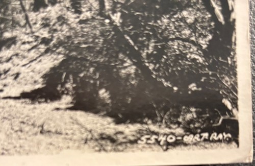 RPPC Jumbo Panoramic  Art-Ray California Redwoods Eel River - Picture 3 of 4