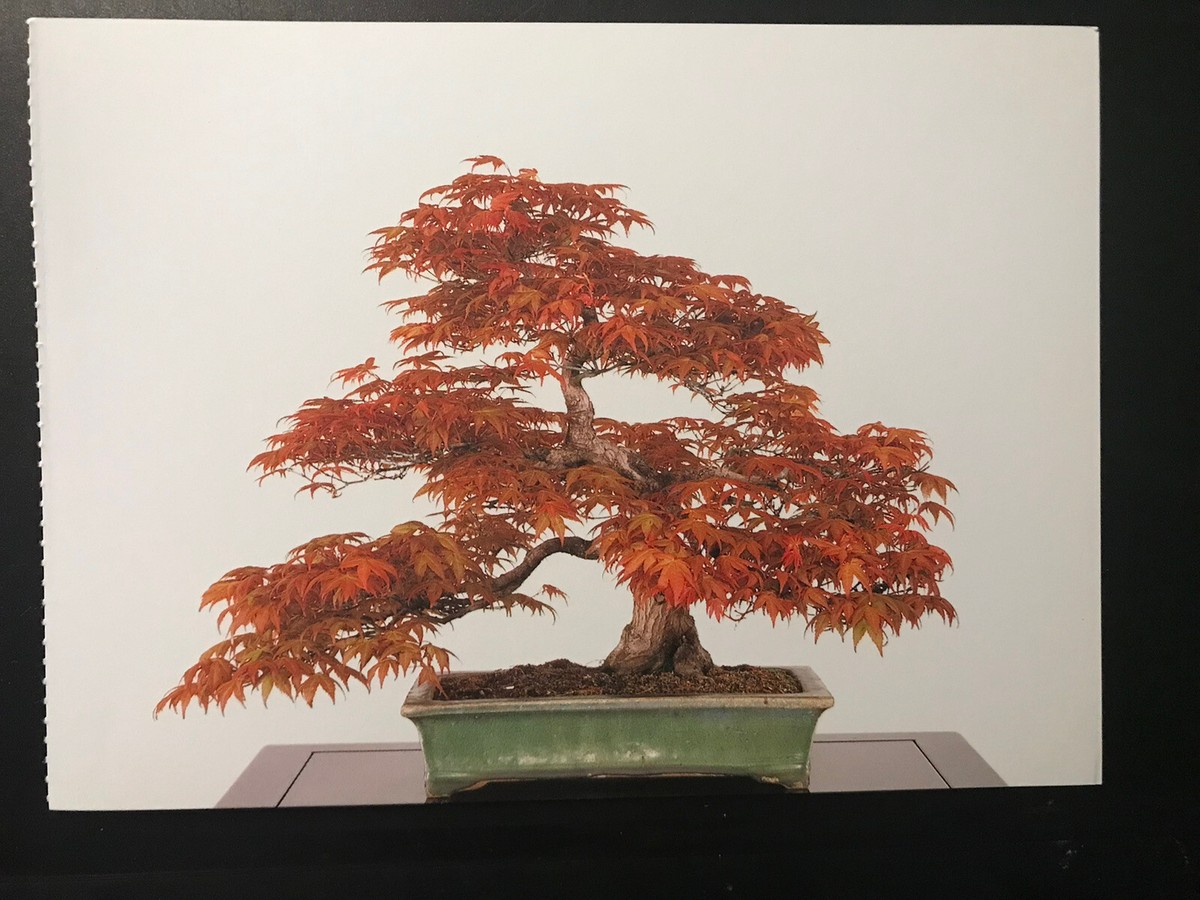OLD MOUNTAIN TRADMAN'S BONSAI カケモノ TRADMAN'S BONSAI（株式会社松葉屋） (@tradmans_matsubaya.inc