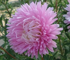 ASTER GREMLIN DOUBLE LIGHT  ROSE Callistephus Chinensis - 100 Bulk Seeds