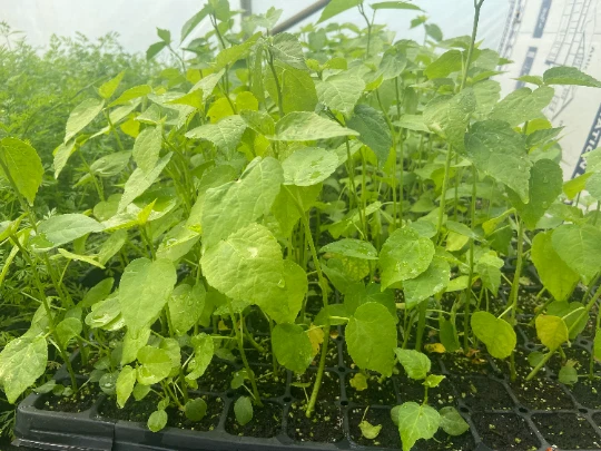 Starter Plant Plug | Hibiscus moschetos | Swamp Rose Mallow | Hardy Hibiscus - Image 2 of 4