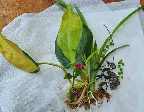 Indoor Plant Cuttings 5 Pack Collectors Philodendron Pothos Syn Peperomia - Picture 8 of 8